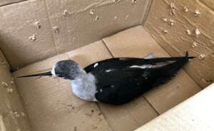 rescued black-winged stilt