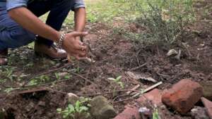 1. sand boa release