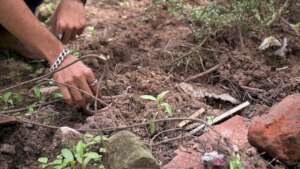 2. sand boa release