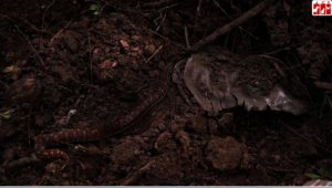 3. sand boa release