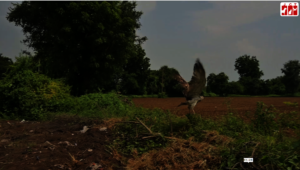 short toed snake eagle released