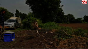 short toed snake eagle released in wild