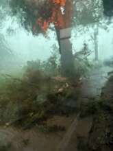 Storm Damage cont