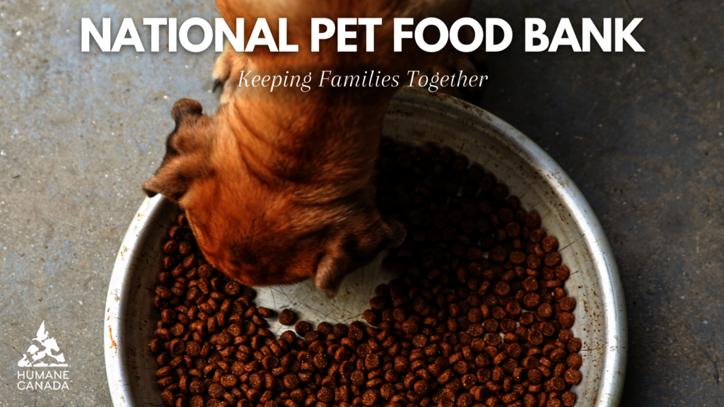 Can I Bring Dog Food Into Canada