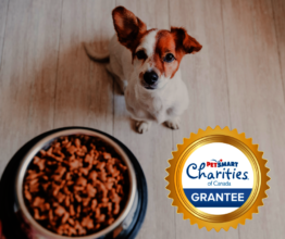 puppy with food bowl