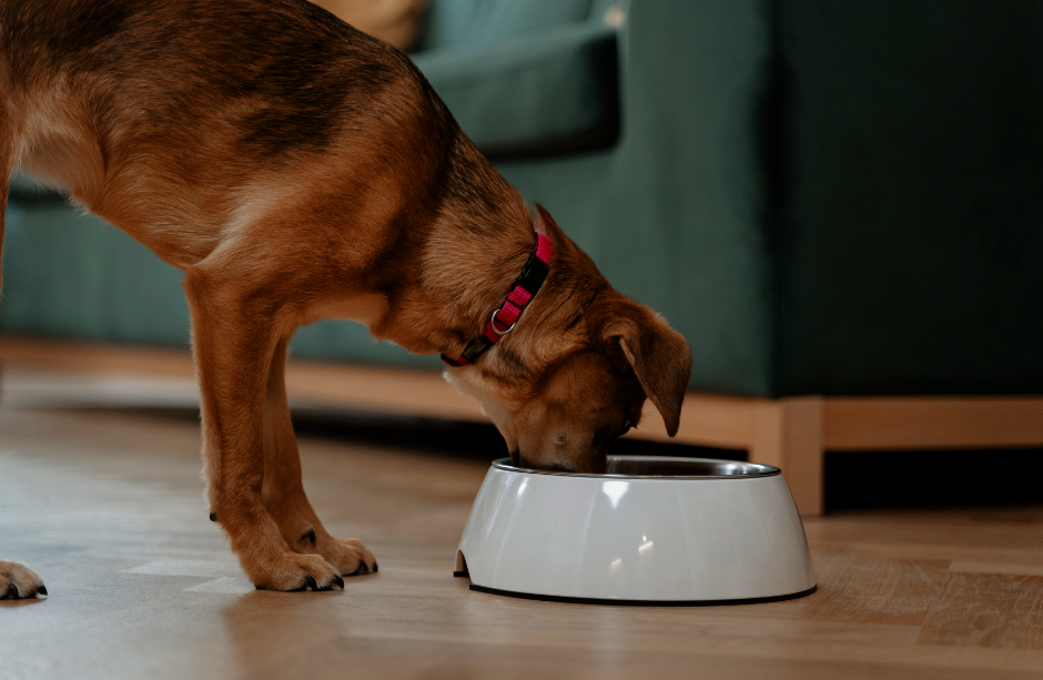 Reports on National Pet Food Bank Program GlobalGiving