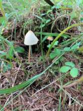 A mushroom at our project area.