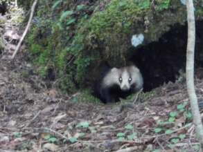 Japanese badger thriving at Mt. Fuji.