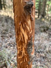 Bark of a growing tree damaged by deer