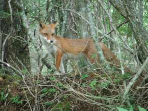 Elusive fox seen at our project site.