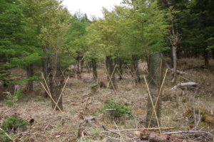 Forest after repairs.