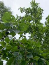Planted Japanese alder at our project site.