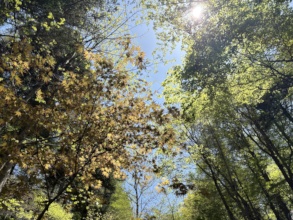 We aim to recreate such biodiversity in our forest
