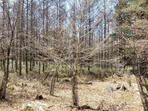 Planted trees growing big under abundant sunlight
