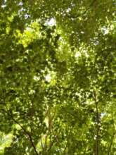These maple leaves'll turn red and yellow in fall