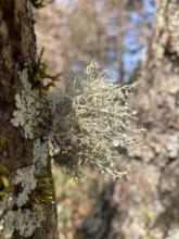 Lichens epiphytic on wood skin