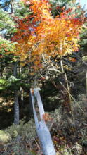 Maple tree in need of net repair.