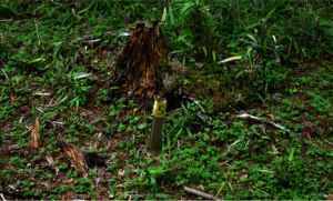 One of the marking points within the survey area.