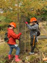 Nets are put to protect the growing tree from deer