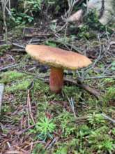 Mushroom thriving at our project site.