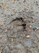Deer footprint`s photo-taken at our site.