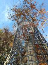 Planted maple tree has grown more than 5-m high.