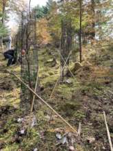 Re-installed nets supported with bamboo sticks