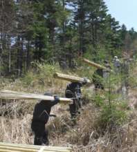 Sub-contracted forest workers hauling bamboo stick