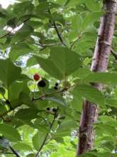 Planted sakura trees are now bearing fruits.