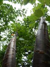 Trunks of the planted sakura tree.