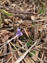 Violet plant growing naturally at the site
