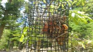 bird`s nest
