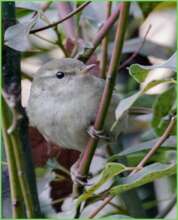Japanese bush warbler (uguisu)