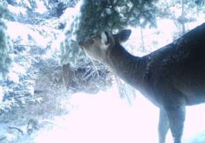 Deer seen on Mt.Fuji
