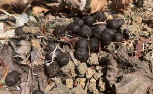 Deer droppings