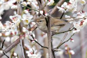 Japanese warbler enjoying sakura