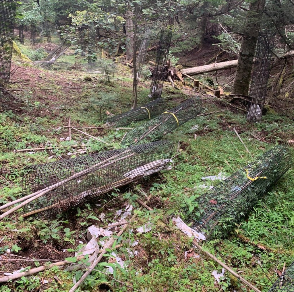 Regenerating 100-Hectare Forest in Mt. Fuji