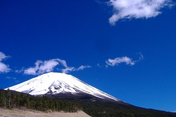 Regenerating 100-Hectare Forest in Mt. Fuji