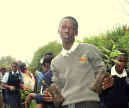 Tree Growing activities