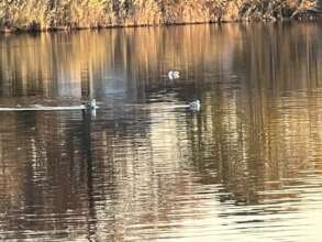 three birds swimming in season