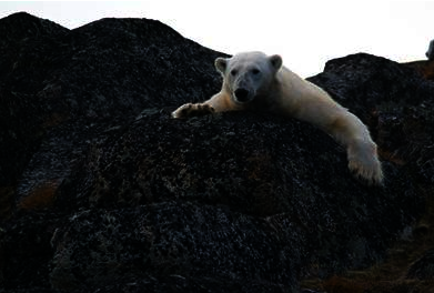 Wise Climate Change Action Using Impact Assessment