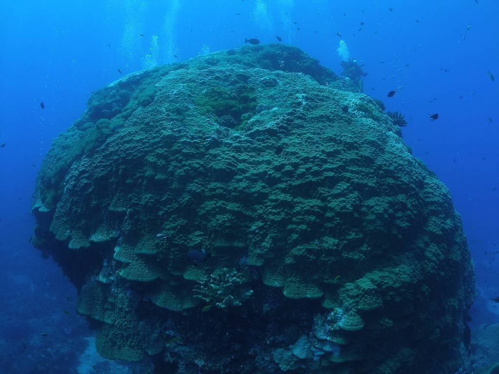 Check Coral Reef in 6 Hotspots of Taiwan