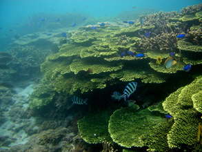 Coral Reef in Taiwan