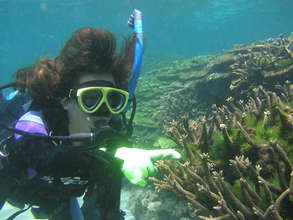 Check Coral Reef in 6 Hotspots of Taiwan