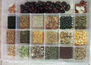 Once dried and in their container