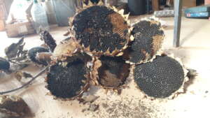 Sunflower Seeds to have Adapted to Dry conditions
