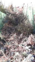 Weeding the Farm and Protecting the Humus