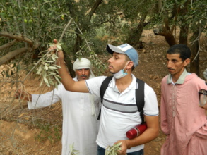 In Olive land at Ougoug