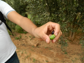 A close up on the olives of Ougoug