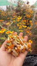 Adapting Moringa to a New Biotope